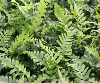 Eichenfarn (Polypodium vulgare)