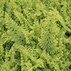 Nierenfarn (Polystichum setiferum 'Plumoso-densum')