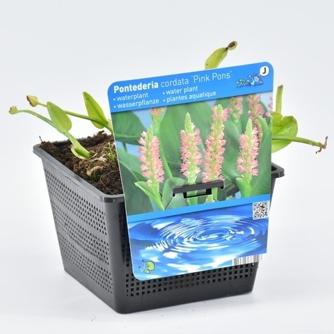 Pontederia cordata 'Pink Pons' 18 cm mand
