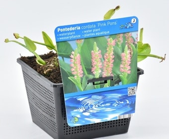 Rosa Froschkraut (Pontederia cordata 'Pink Pons')