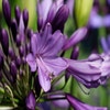 Afrikanische Lilie (Agapanthus 'Poppin Purple')