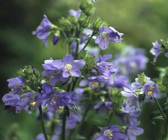 Jakobsleiter (Polemonium reptans 'Blue Pearl')