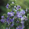 Jakobsleiter (Polemonium reptans 'Blue Pearl') BIO