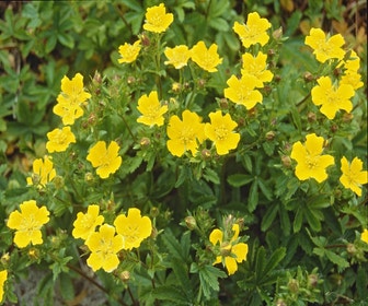 Gelber Fingerkraut (Potentilla aurea)