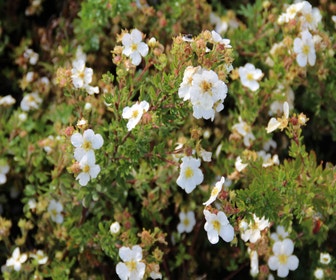 Blühende Hecke, niedrig