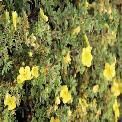 Fingerkraut (Potentilla fruticosa 'Elizabeth')