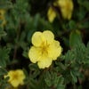 Fingerkraut (Potentilla fruticosa 'Elizabeth')
