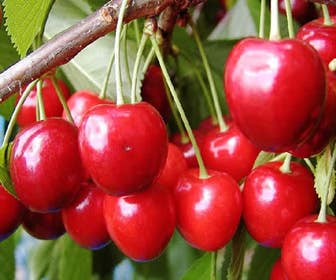 Kirschbaum (Prunus avium 'Hedelfinger Riesenkirsche')