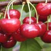 Kirschbaum (Prunus avium 'Regina')