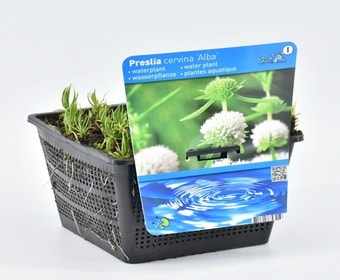 Englische Wasserminze (Preslia cervina 'Alba')