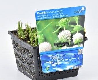 Englische Wasserminze (Preslia cervina 'Alba')