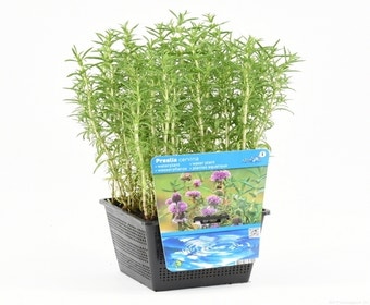 Englische Wasserminze (Preslia cervina)