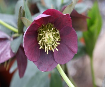 Nieswurz (Helleborus orientalis 'Pretty Ellen Red') BIO
