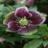 Nieswurz (Helleborus orientalis 'Pretty Ellen Spotted')