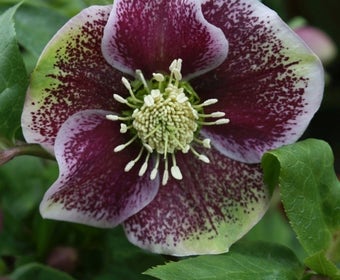 Nieswurz (Helleborus orientalis 'Pretty Ellen Spotted')