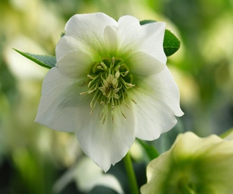 Nieswurz (Helleborus orientalis 'Pretty Ellen White')