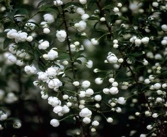 Weiße Mandel (Prunus glandulosa 'Alba Plena')