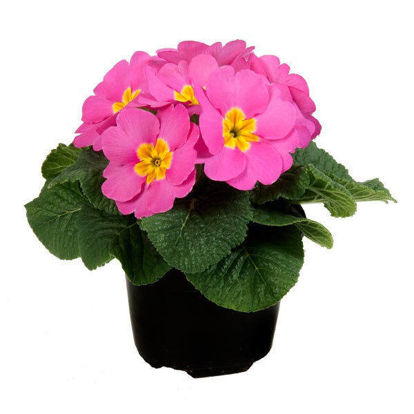 Sleutelbloem roze (Primula acaulis)