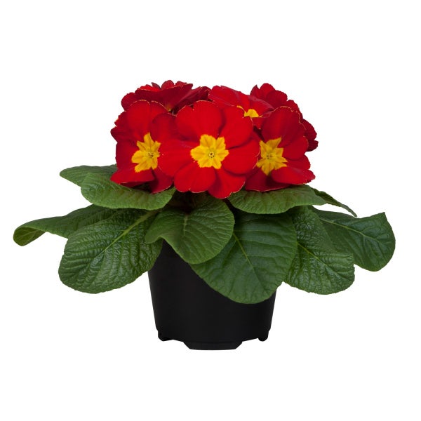 Sleutelbloem rood (Primula acaulis)