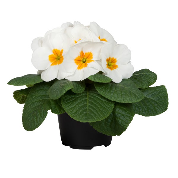 Primula acaulis early white