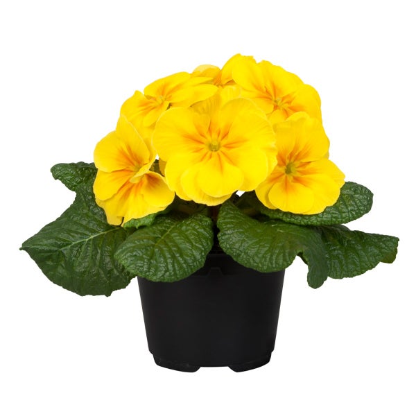 primula acaulis early yellow