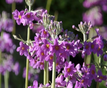 Schlüsselblume (Primula beesiana)