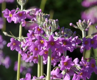 Schlüsselblume (Primula beesiana)
