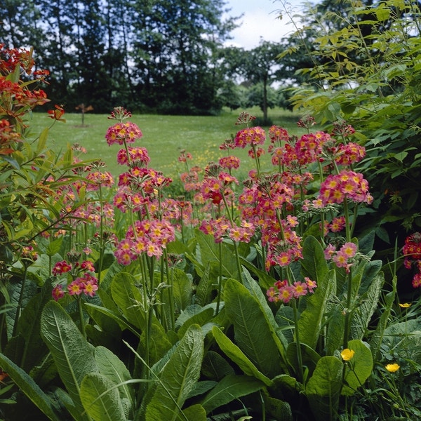 Schlüsselblume (Primula bulleesiana)