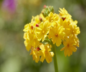 Schlüsselblume (Primula bulleyana)