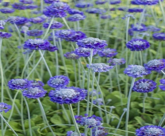 Schlüsselblume (Primula capitata mooreana)