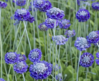 Schlüsselblume (Primula capitata mooreana)