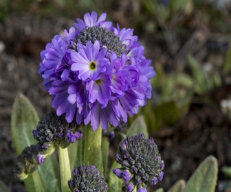 Schlüsselblume (Primula denticulata)