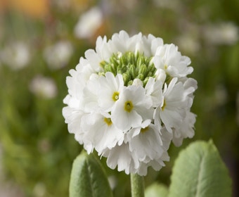 Schlüsselblume (Primula denticulata 'Alba')
