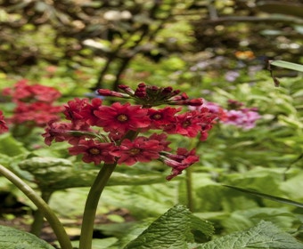 Schlüsselblume (Primula japonica)