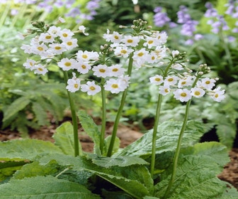 Schlüsselblume (Primula japonica 'Alba')
