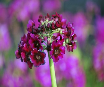 Schlüsselblume (Primula japonica 'Miller's Crimson')