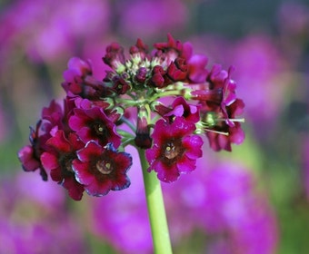 Schlüsselblume (Primula japonica 'Miller's Crimson')