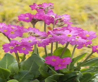 Schlüsselblume (Primula rosea 'Grandiflora')