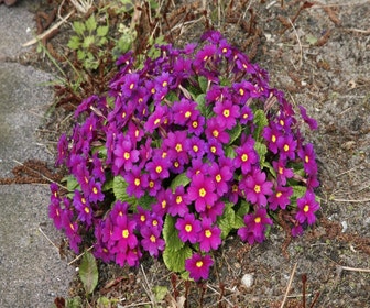 Schlüsselblume (Primula 'Wanda')