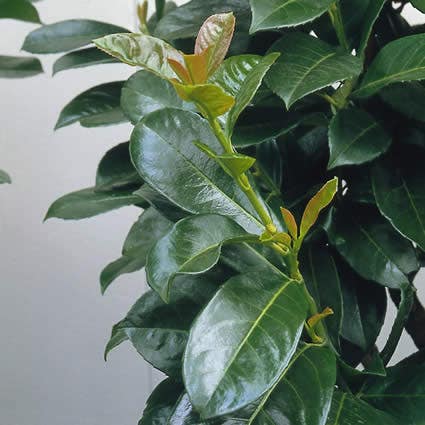 Lorbeerbaum auf Stamm (Prunus laurocerasus 'Etna')