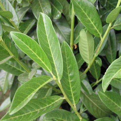 Laurier (Prunus laurocerasus 'Genolia')