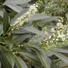 Lorbeer (Prunus laurocerasus 'Herbergii')