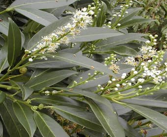 Lorbeer (Prunus laurocerasus 'Herbergii')