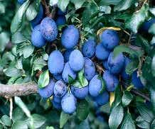 Leipflaume (Prunus domestica 'Damson')