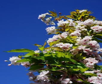 Japanische Säulen-Kirsche (Prunus serrulata 'Amanogawa')