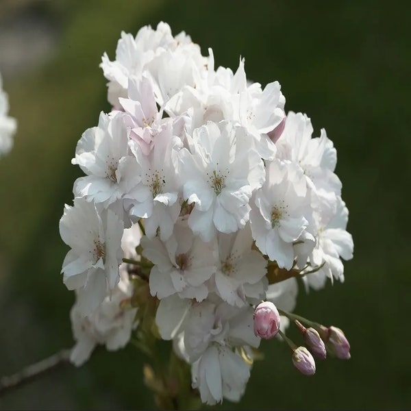 Japanische Zierkirsche als Strauch (Prunus serrulata 'Amanogawa')
