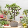 Zwerg-Kirsche (Prunus avium 'Mini')