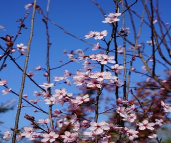 Rote Pflaumenkirsche als Strauch (Prunus cerasifera 'Nigra')