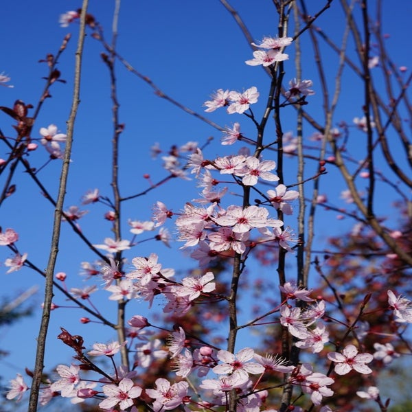 Rode Kerspruim (Prunus cerasifera 'Nigra')