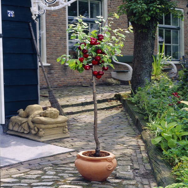 Zwerg-Pflaume (Prunus domestica 'Mini')